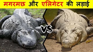 ALLIGATOR VS CROCODILE में क्या अंतर है  ALLIGATOR VS CROCODILE में कौन जीतेगा [upl. by Goldenberg606]