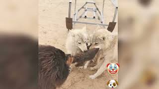 Tibetan Mastiff Vs Wolf  Feeding Wolves  Tibetan Mastiff Vs Wolf Who Would Win [upl. by Sandler511]