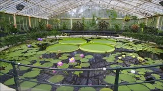 Kew Gardens  Year in the Bloom  The Giant Water Lilies [upl. by Bogie]