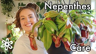 Nepenthes care tips  How I care for these carnivorous plants indoors [upl. by Meda714]