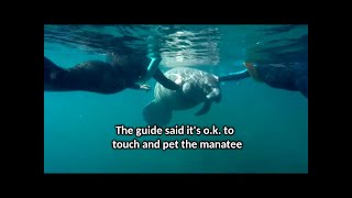 The TRUTH about Swim with Manatees tours in Crystal River Florida [upl. by Melody]