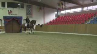 Sir Gregory 4 yr old Approved Oldenburg Stallion Sire Sir Donnerhall [upl. by Haydon]