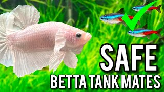 TOP 10 SAFE BETTA FISH TANK MATES [upl. by Dosia50]