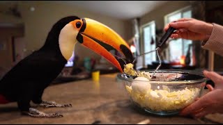 How My Toucan Communicates  Training a Toucan [upl. by Alrrats]