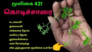 சாரைக்கொடி  கொடிசாரை  நீர் சாரைக்கொடி  kodisaarai  drymaria cordata  அலசல்  Alasal [upl. by Dyol]