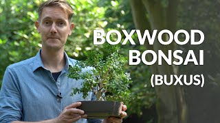 Boxwood Bonsai care Buxus [upl. by Newberry]