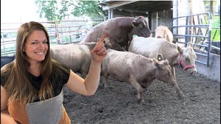 Bull Goes Right to Work Breeding Back a Cow Heat Cycles and Mating Behavior [upl. by Winzler]