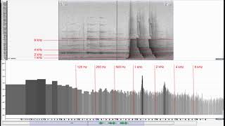 Eastern Whipbird Duet Spectrogram and frequency analyser [upl. by Rakel261]