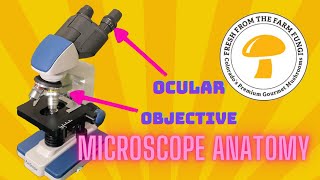 Microscope Anatomy [upl. by Arathorn]