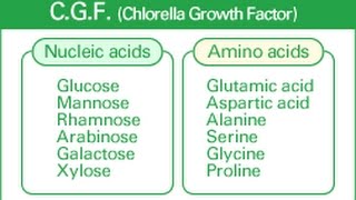 5 Hidden Benefits of Chlorella Growth Factor [upl. by Enicnarf331]