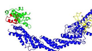 SCF E3 Ubiquitin Ligase Complex [upl. by O'Shee]