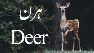 About Deer and Its Types in UrduHindi  Animal Nature [upl. by Enal]