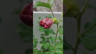 Allamanda Blanchetii homegrownflowers pleasesubscribe flowers beautiful likeshorts short [upl. by Elbag]