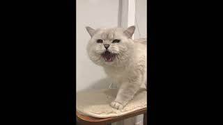 Big British shorthair cat meows [upl. by Meece267]