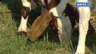 Green goats help Vt school land national recognition [upl. by Atiuqehc950]