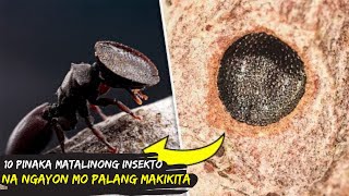 10 Pinaka Matalinong Insekto na May Kakaibang Kasanayan Pagdating sa Pangangaso [upl. by Wolcott35]