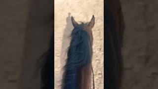 Another canter pov from today’s ride horse horseriding equestrian tiktok fyp harpyhare [upl. by Edals]