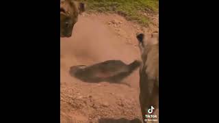 Lion vs honey badger [upl. by Thesda]