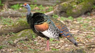 Ocellated Turkeys in Tikal [upl. by Orson611]