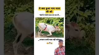 cow viralvideo trending youtubeshort [upl. by Anij374]