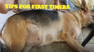 Tips for FIRST TIME PREGNANT DOG parents  Hunters pregnancy journey FIRST LITTER PART 2 [upl. by Otilia428]