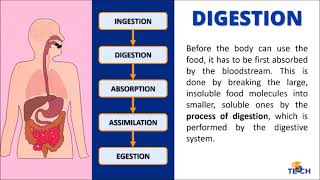 Science 8  Life Processes Ingestion Digestion Absorption Assimilation and Egestion [upl. by Cesar]