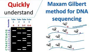 Maxam Gilbert sequencing [upl. by Anirat]