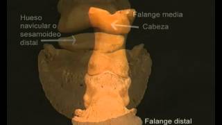 Les phalanges Ostéologie des membres thoraciques des mammifères domestiques [upl. by Goddord435]