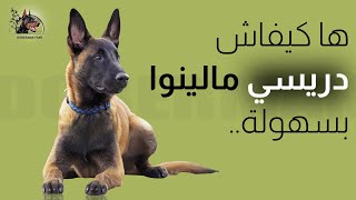 Comment dresser un Malinois  كيفية تدريب المالينو [upl. by Rumit]