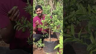 Sweet lemon Plants  Sweet Lime Plants  Best Lemon Plants In Telugu  Kadiyam  AshokChakra Nursery [upl. by Rorry]