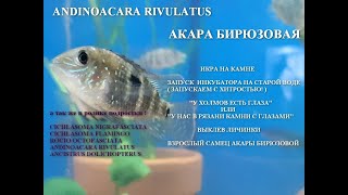 Акара Бирюзовая От икринки до взрослой особи Andinoacara Rivulatus [upl. by Aicram]