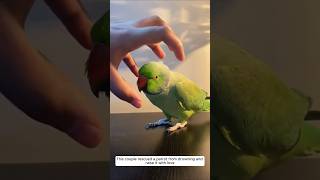 This couple rescued a parrot from drowning and raise it with love animalshorts parrot [upl. by Bonnes331]