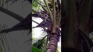 Harvesting jelly coconut [upl. by Trakas172]