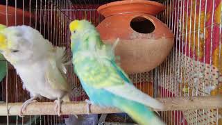 japanese budgies mating call and sound parakeet budgie parrot bird [upl. by Barbette]