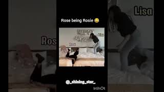 😂Rose being Rosie 😂blackpink lisa rosekpop apt trending fypシ゚viral shorts [upl. by Koah]