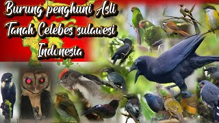 BURUNGBURUNG ENDEMIK PULAU SULAWESI DAN SUARA ASLINYA [upl. by Airol]