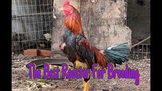 The Best Rooster For Breeding 2024 [upl. by Llenrev]