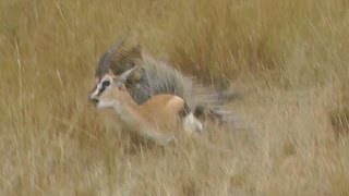 MUST SEE Leopard Hunts Gazelle on Safari Tour Masai Mara Kenya Africa Full animal hunt [upl. by Drageruaeb]