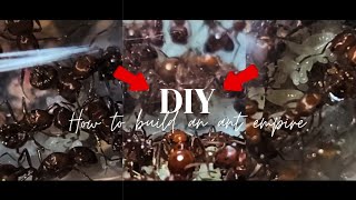 How to care for Pogonomyrmex californicus [upl. by Salmon643]