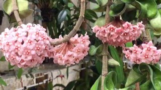 HOYA CARNOSA WITH MANY BLOOMS  CARE TIPS TO BLOOMING HOYA [upl. by Eisele802]