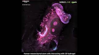 Human Mesenchymal Stem Cell interacting with 3D hydrogel biotechnology [upl. by Nylhsa976]