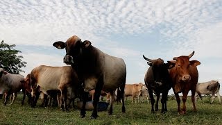 Modelo de Agroecología en una finca Ganadera  TvAgro por Juan Gonzalo Angel [upl. by Eemaj179]