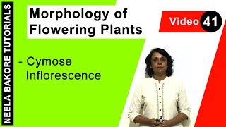 Morphology of Flowering Plants  NEET  Cymose Inflorescence  Neela Bakore Tutorials [upl. by Goldsworthy]