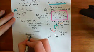 Receptor Tyrosine Kinases Part 5 [upl. by Ynahirb]