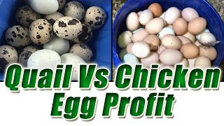 Quail Vs Chicken Egg Profit Per Month for 100 Birds  Quail Vs Chicken Egg Production Per month [upl. by Peirce]