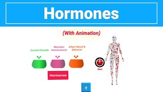 Hormones Explained Quickly [upl. by Kale]