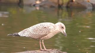 Peckish gull [upl. by Adnirod]