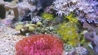 Polip kuning aka Yellow Parazoanthus Polyps [upl. by Maureene]