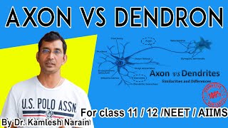 Difference between dendrite and axon I Axon Vs Dendron By DrKamlesh Narain [upl. by Rambow]