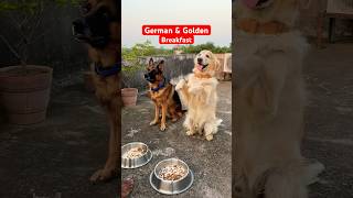 German shepherd amp golden retriever 🇮🇳✅ youtubeshorts shortvideo doglover shortsfeed shorts [upl. by Codding584]